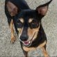 Fatima ist eine älter aber agile Hündin, Zwergpinscher - Hündin