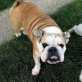 Fatima sucht Bulldogg'Fans, Englische Bulldogge - Hündin