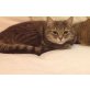 Fatos, Maine Coon & türkisch Angora - Katze