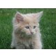 Fay, Maine Coon - Katze