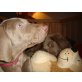 Fay, Weimaraner Welpen - Hündin