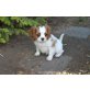 Fay vom Franzosenberg, Cavalier King Charles Spaniel Welpen - Hündin