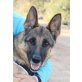 Fe, Deutscher Schäferhund - Hündin