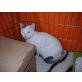 Feder, Europäische Kurzhaarkatze - Katze