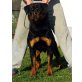 Fedor, Rottweiler - Rüde
