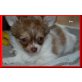 Fee, Chihuahua langhaariger Schlag Welpen - Hündin