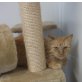 Fee, Fee - Katze