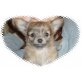 Fee-Feivel, Chihuahua langhaariger Schlag Welpen - Rüde
