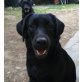 Fee, Labrador Retriever - Hündin