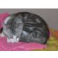 Fee, Mischling - Katze