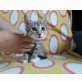 Fee, Mischling - Katze