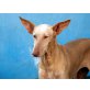 Fee, Podenco Canario - Hündin