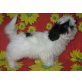 Fee, Shih Tzu - Hündin