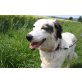 Fee - ein echtes Juwel, Setter - Mix - Hündin