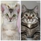 Fee und Molly, Fee und Molly, zwei zauberhafte Katzenmädchen - Katze