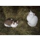 Feh und Schneeflöckchen, weiße und getiegerte Katze - Katze