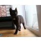 Feine, Mischling - Katze