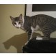 Feli, niedlicher Grautiger mit weiß - Katze