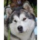 Felice, Alaskan Malamute - Hündin