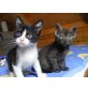 Felice und Grey suchen Kuschelplätze, Hauskatze - Katze