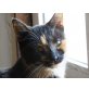 Felicitas geb. 2018 ruhig sucht Zuhause - Katze