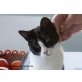 Felicity, Kleines Stupsnäschen Felicity, EKH  - Katze