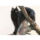 Felina, Deutsch Langhaar - Katze