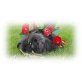 Felina & Felix, Teddywidder