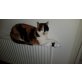 Felina, Hauskatze - Katze