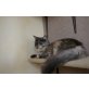 Felina, Maine Coon - Katze