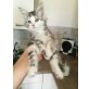 Felina, Maine Coon - Katze