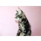 Felina, Maine Coon - Katze