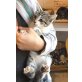 Felina, Mischling - Katze