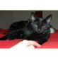Felipa, Europäische Kurzhaarkatze - Katze