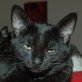 Felipa, schwarze - Katze