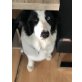 Felix, Border-Collie - Rüde