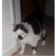 Felix, EHK - Kater