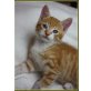 Felix, EKH-Katerchen sucht liebevolles Zuhause - Kater