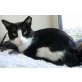 Felix, Europäische Kurzhaarkatze - Kater