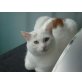 Felix, Hauskatze - Kater