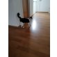 Felix, Hauskatze  - Kater