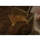 Felix, Hauskatze roter Stubentiger - Kater