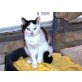 Felix, Hauskatzen - Kater