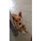 Felix, Jack Russel - Spitz Welpen - Rüde