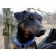 Felix, Jagdterrier - Rüde