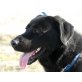 Felix, Labrador Retriever - Rüde
