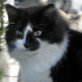 Felix, Langhaar - Kater