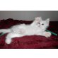 Felix, Maine Coon - Kater