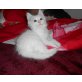 Felix, Maine Coon - Kater