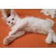 Felix, Maine Coon - Kater